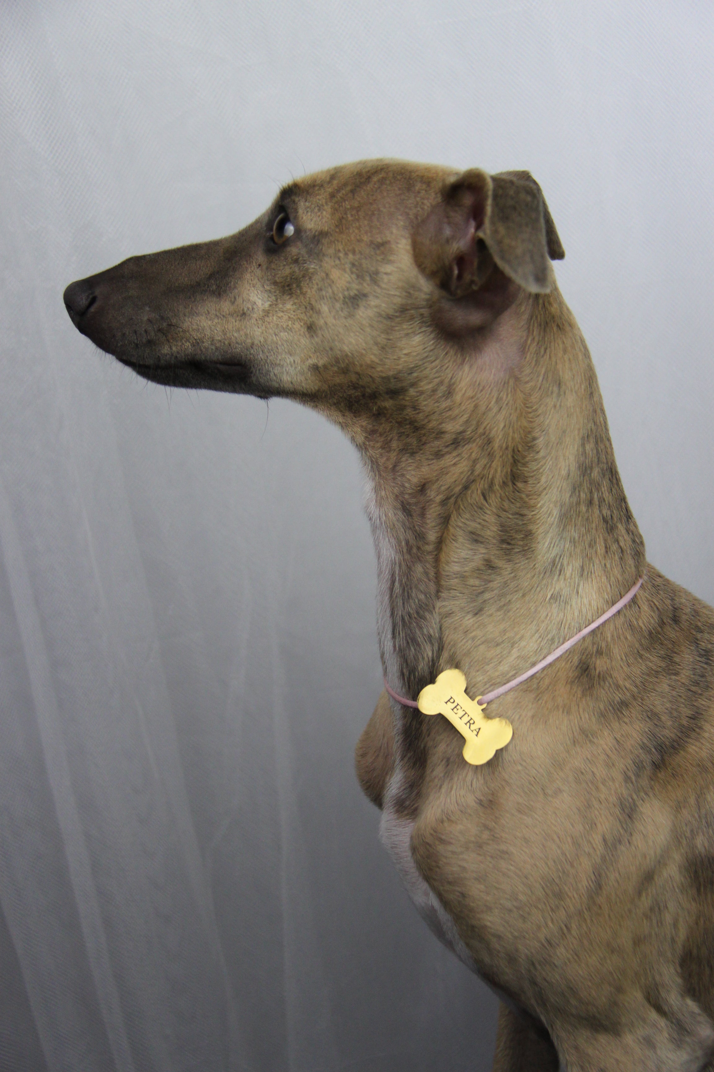 Chapa Dog Personalizable