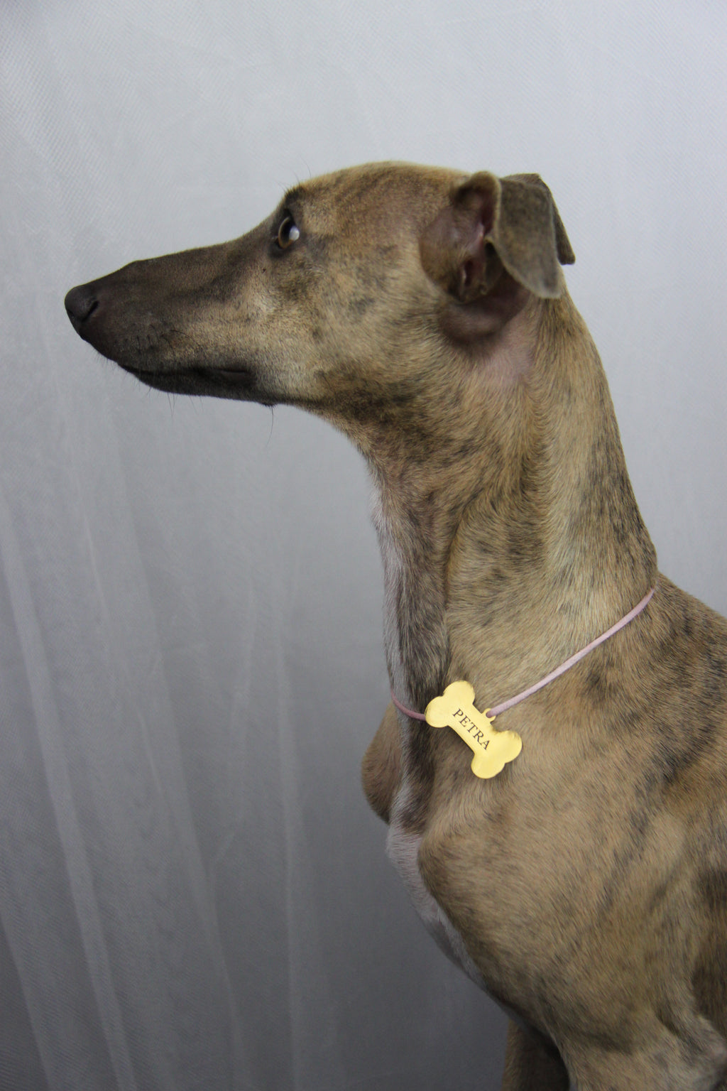 Chapa Dog Personalizable